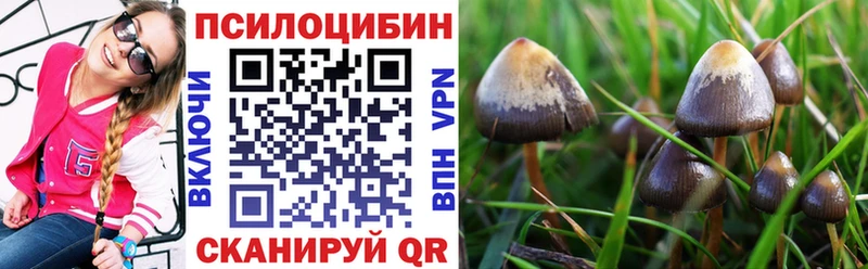 omg   Курчатов  дарк нет телеграм  Галлюциногенные грибы Magic Shrooms 